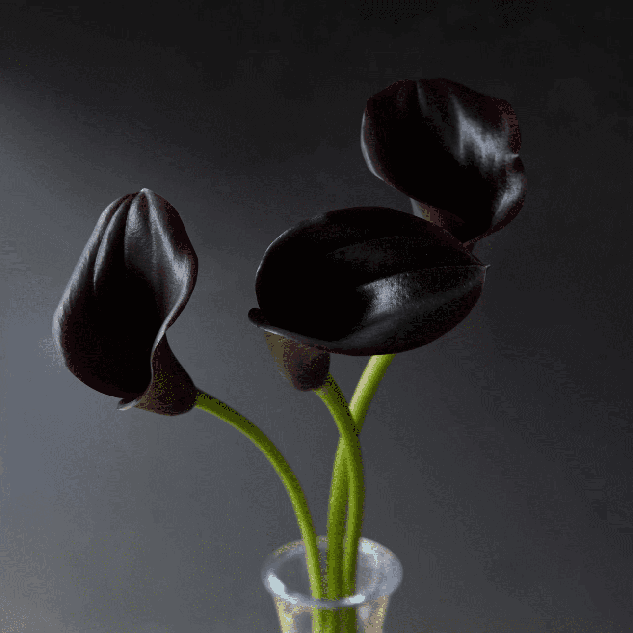 Earthborn Hidey Hole wall paint with black orchids